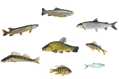 Entdecken Sie die Fische des Lago Maggiore