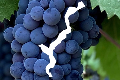 Weinberge am Lago Maggiore – typischer Blick über Reben und See Weinberge am Lago Maggiore mit Blick auf See und Alpen